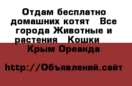 Отдам бесплатно домашних котят - Все города Животные и растения » Кошки   . Крым,Ореанда